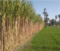 «الري»: حصر مساحات قصب السكر بإجمالي ٣٢٥ ألف فدان 