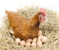 مصر تنتج 1.6 مليار دجاجة فى العام و14 مليار بيضة