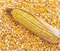 التموين: مناقصة لتوريد الذرة الصفراء للمساهمة في توفير الأعلاف