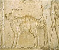 مساعدة البقرة على الولادة.. لوحة للمصري القديم «بتونا الجبل»