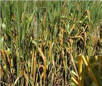 خبير مناخ يحذر مزارعي القمح من «الصدأ الأصفر»