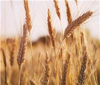 الزراعة: نهدف لتحسين مستوى معيشة الفلاح وتشجيعه على إنتاج القمح| فيديو
