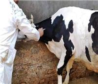 انطلاق فعاليات حملات تحصين الأبقار ضد مرض التهاب الجلد العقدي وجدري الأغنام