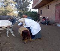 تحصين 13 ألف رأس ماشية ضد مرض الجلد العقدي وجدري الأغنام بالمنوفية
