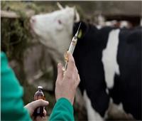 أستاذ زراعة: مصر تمتلك 4 ملايين جرعة لتحصين الماشية | فيديو
