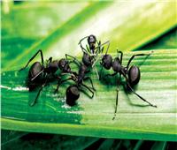 دراسة: النمل يشم «رائحة السرطان» في المصابين بالمرض