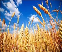 الإحصاء: 3 ملايين فـدان محصول القمح في عام 2021