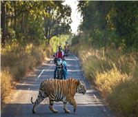 «حكومة بنجلاديش» تنجح في خفض المواجهات بين السكان والنمور 