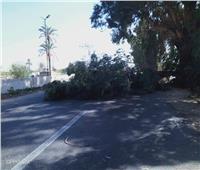 بسبب شدة الرياح..  سقوط شجرة على طريق الإسماعيلية