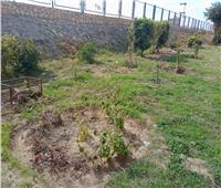 محافظ الإسكندرية: زراعة 660 شجرة بأحياء الثغر  