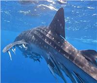 ظهور القرش الحوتي «بهلول» بمرسى «نكرى» جنوب مرسى علم