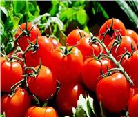 الزراعة: 51 ألف طن صادرات محصول الطماطم العام الماضي