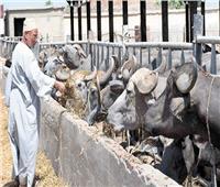 «الماشية».. رأس مال المزارعين وحملات دورية للتحصين