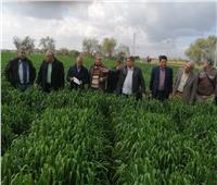 «الزراعة» تتابع حقول القمح الإرشادية في الغربية 