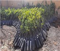 ضمن مبادرة «100 مليون شجرة».. توزيع أشجار مثمرة على مدارس نجع حمادي بالمجان