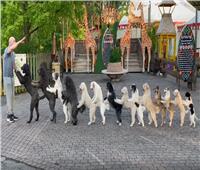 14 كلبًا تدخل موسوعة جينيس برقصة مثيرة.. صور وفيديو