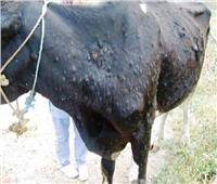 «الزراعة» تكشف أعراض فيروس «هيربس» وخطورته على الثروة الحيوانية