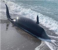 الحيتان الميتة التي جرفتها المياه على شواطئ قبرص مرتبطة بالزلازل 