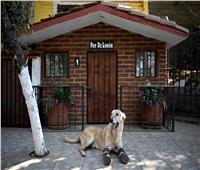 «باي دي ليمون» مرشح لأفضل حيوان أليف في العالم.. قصه كلب تحول لبطل في أمريكا 