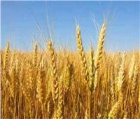 خبير مناخ يُحذر: رقاد القمح يسبب خسارة بنسبة 25% من المحصول