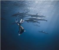 «السباحة مع الدلافين».. شواطئ مرسى علم تضع مصر على خريطة السياحة العالمية