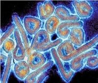 الصحة تنشر حقائق حول فيروس «ماربورج» المميت.. مستند          