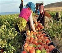 «الزراعة»: نشجع الفلاحين على زرع المحاصيل الاستراتيجية