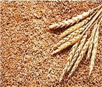 معهد المحاصيل الحقلية: سعر أردب القمح عن 1250 جنيهًا