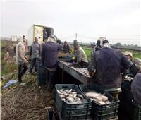 انطلاق موسم صيد الأسماك بالمزارع في أبو حماد بالشرقية 