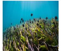الأمم المتحدة تحتفل باليوم العالمي للأعشاب البحرية      