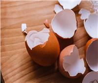 صحة العظام الأبرز.. فوائد مذهلة لتناول قشر البيض