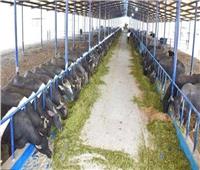 تعرف على المزرعة النموذجية للإنتاج الحيواني بالمنيا| إنفوجراف 