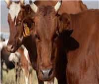 «الزراعة» تبحث تعليق استيراد اللحوم من البرازيل بسبب جنون البقر