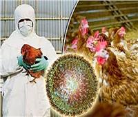 إنفلونزا الطيور.. فزع عالمي جديد