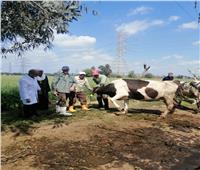 تحصين 156 ألف رأس ماشية ضد مرضي الحمى القلاعية والوادي المتصدع بالبحيرة