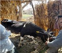 «بيطري البحيرة»: تحصين 183 ألف رأس ماشية ضد الحمى القلاعية والوادي المتصدع