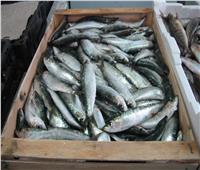 أسعار الأسماك في سوق العبور.. والسردين يبدأ من 35 جنيها 