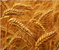 «الزراعة» تحذر المزارعين من ري محصول القمح اليوم