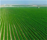 خبير: الدولة تعمل على زيادة إنتاجية المحاصيل وزيادة الرقعة الزراعية