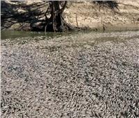 ظهور طوفان من الأسماك النافقة تغطي سطح نهر بأستراليا | فيديو