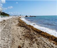 الطحالب السامة تغزو شواطئ فلوريدا الأمريكية