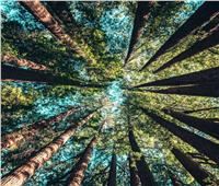 اليوم العالمي للغابات.. زراعة الأشجار تعزز الصحة