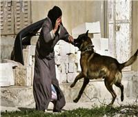 «زراعة النواب»: حظر اصطحاب الكلاب لمن يقل عمره عن 16 عامًا