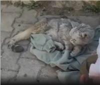 بعد 49 يوما على زلزال تركيا.. إنقاذ قطة من تحت الأنقاض| فيديو
