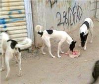 مستشارك القانوني| حبس وغرامة عقوبة «تسميم الكلاب الضالة»