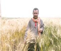 موسم حصاد القمح| المنيا .. حزمة قرارات لتسهيل عمليات التوريد