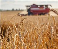 النائب أحمد نويصر يطالب بتنفيذ توجيهات السيسي في زيادة إنتاج القمح