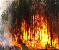 اندلاع حرائق غابات في كوريا الجنوبية