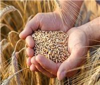 «أستاذ زراعة» يكشف خطة الدولة لتوفير المحاصيل الإستراتيجية