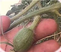 6 نصائح هامة لمزارعي البطيخ.. تعرف عليها